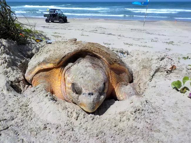 Carl the Loggerhead: "I'm Laying Eggs, Not Performing at EDC" -- Blasts Beach Party Tourists