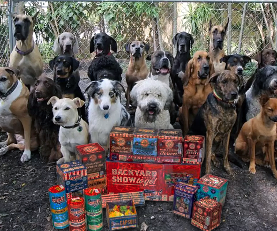 A large group of dogs sits behind a chain-link fence in a wooded yard, fireworks piled in front of them, appearing to hold a serious group meeting.